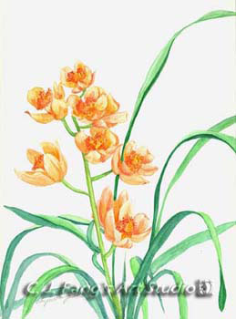 Orchid V